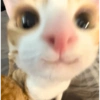 Gatos 20