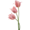 Flower  24