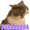 GATINHOS EXPRESSIVOS 😸 11