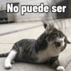 Gatitos Memes😺✨💕8 8