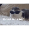 Te observamos 👀 animal mirando 15
