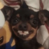 Cachorros engraçados 🐶❤️ 9