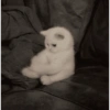 Gatos  8