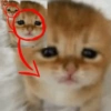 Kitty cats 2 23