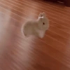 Animalitos chiquitos🫶🏻 12