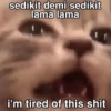 Cat meme 3 19
