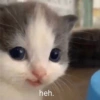 Cat meme 3 11