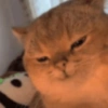 Gatinhos Melhores Reações 14