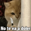 Gatitos Memes😺✨💕8 10