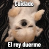 Chihuahuas Random 🐶🐾 7