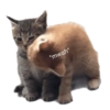 🌈🐈‍⬛✨️Gatos Funny Mood✨️🐈‍⬛🌈 28