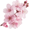 Flower  20