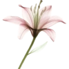 Flower  25
