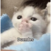 Reacciones de Michis 😺💥🤭 12