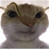 Gatos 13