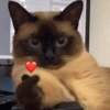 Cat meme 3 17