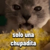 Gatos Pal grupo👑 29