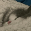 Gatitos 💗 6