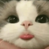 Gatitos 💗 9
