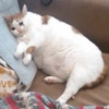 ANIMALES DIVERTIDOS 29