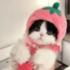 Kucing Cosplay 9