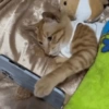 Gatos 22