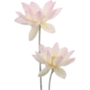 Flower  26