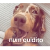 Dog 10