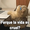 Gatitos Memes😺✨💕8 11