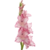 Flower  27