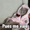 Gatitos Memes😺✨💕8 6