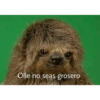 NATANAEL CANO 29