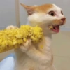 🐈‍⬛Gatos |Elote 🌽😻 15