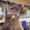 Macacos só reações 🤣🙈 10