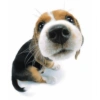 Dog 8