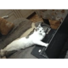 Kitty cats 2 29