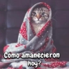 Gatitos para el chat🐾💬🐈🐈‍⬛ 15