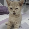 Gatinhos fofos  10
