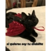 Michis tiernos hechos de amor 16