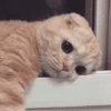 Gatos  9