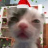 😻Gatitos Navideños🎄 19