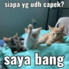 MEME KUCING🤣 12