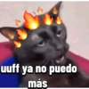 Gatos Pal grupo👑 28