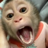 Macacos só reações 🤣🙈 9