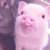 Baby Pig 🐷🐷 11