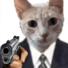 Gatos 11