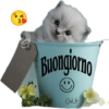 3. Buongiorno CiaLE