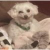 Adesivos de cachorrinho 12