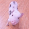 Baby Pig 🐷🐷 10