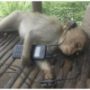 Monitos tristes 😭🐒 10